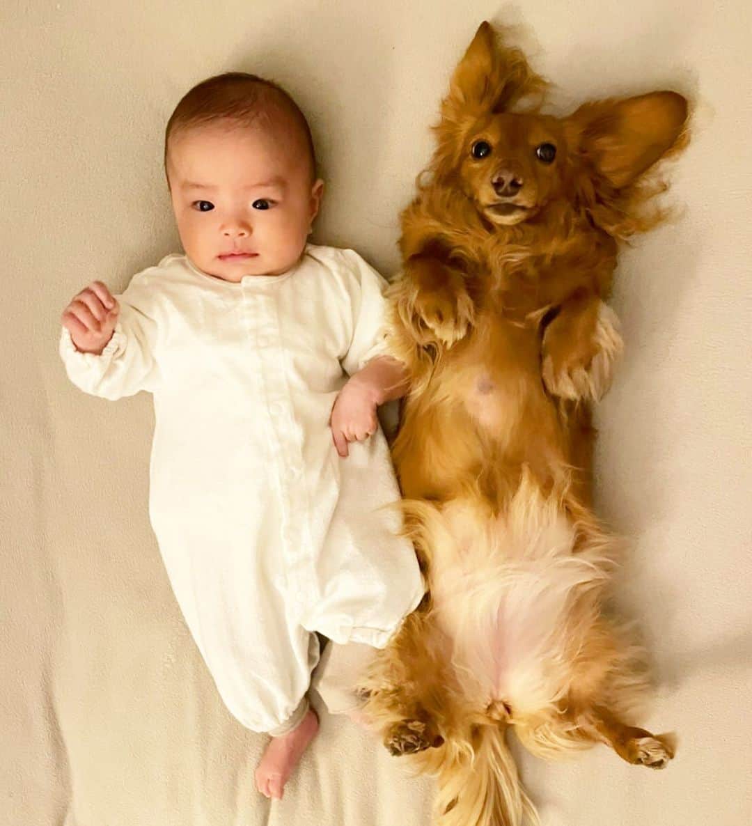 加藤章太郎さんのインスタグラム写真 - (加藤章太郎Instagram)「愛娘と愛犬 身長が同じです。 #mydaughter #mydog #family #love」2月15日 20時39分 - __shotaro__