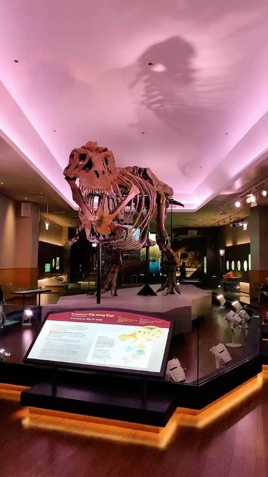 Chad Santosのインスタグラム：「Visitando a Sue, el T-Rex 🦖」