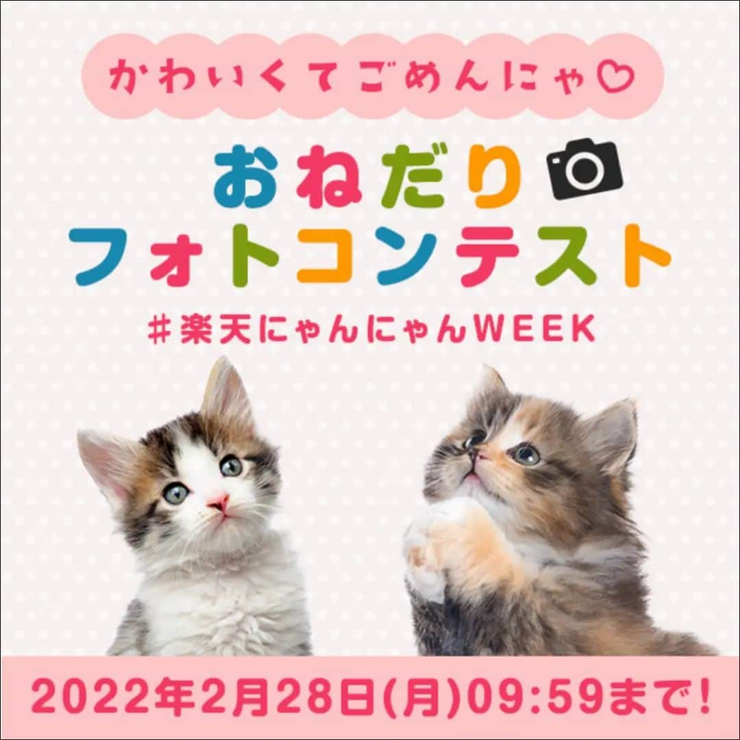 【公式】楽天ペット割のインスタグラム：「【楽天市場】【フォトコンテスト】かわいくてごめんにゃ♡  猫ちゃん限定！“おねだり” フォトコンテスト  きたる2022年2月22日(火)。それは猫の猫による猫のための記念日！  とびきり可愛い“おねだり”写真で素敵なプレゼントをゲットしよう！  更に、「楽天市場」では、猫と猫好きのための素敵なキャンペーンも予定しています！  そちらもお楽しみに♪   ＼プレゼント／   楽天ペット割では、猫ちゃんのおねだり写真・動画を募集しています！   皆さんのご応募をお待ちしています。      【参加方法】   ① @rakuten_petwari をフォロー   ② #楽天にゃんにゃんWEEK  のハッシュタグをつけて猫のおねだり写真をInstagramに投稿していること。      <参加に関するご注意>   ＊フォロワー様、かつ国内にお住まいの方限定です。   ＊すでにフォローされている方も参加可能です。   ＊応募作品の撮影時期は問いません。投稿は一人何回でも可能です。      【期間】   2022年2月1日(火)10:00～ 2022年2月28日(月)09:59       【当選者数と賞品】   1等(1名様)：全自動猫トイレ   https://item.rakuten.co.jp/happiport/petree-0001/     2等(1名様)：猫用防災セット   https://item.rakuten.co.jp/moff01/bs0007-cat/      3等(1名様)：自動水やり器   https://item.rakuten.co.jp/happiport/petree-0002/     ※入賞された方には、発表時のダイレクトメッセージにて、ご連絡いたします。   ※賞品の色はお選びいただけません。予めご了承ください。      【入賞者発表】   発表3月7日(月)頃を予定しております。   ・入賞された方には、ご応募いただいたInstagramアカウントに@rakuten_petwari より、2022年3月中旬頃、ダイレクトメッセージでご連絡いたします。   ※当選に関わるお問い合わせには、一切お答えいたしかねますので、ご了承ください。      ＜その他ご注意＞   ＊投稿内容について当社は、当社の広報宣伝・プロモーションの目的で、当社Webページのほか、インターネット（SNSを含む）、テレビCM、新聞、雑誌、カタログ・チラシ等の各種印刷物、イベント展示等、各種媒体において無償で利用できるものとします。またその際当社は投稿内容を自由に複製および加工・編集（トリミングや、他の素材と組み合わせて使用することを含む）できるものとします。   ＊当社は、本キャンペーンへの応募により応募者および第三者に生じたトラブルや損害（直接・間接を問いません）等について一切の責任を負いかねます。   ＊ ＃楽天にゃんにゃんWEEK のハッシュタグをつけた投稿についてはすべて、これらの注意事項に同意されたものとみなします。   ＊アカウント非公開・ハッシュタグがついていない投稿は、選考の対象外です。   ＊やむを得ない事情により、賞品は予告なく変更となることがあります。   ＊通信の際の接続トラブルにつきましては責任を負いかねますので、予めご了承ください。   ＊インスタグラムの仕様/運用に伴い、本サービスの一部またはすべてを事前に通知することなく変更・中断あるいは中止または終了する場合がございます。   ＊キャンペーンへの接続にかかる費用につきましては利用者ご自身の負   担となります。   ＊楽天グループ社員及びキャンペーンの関係者による応募は禁止とします。   ＊当社は事前に通知することなく、このサイトの内容および本キャンペーン概要、利用規約を変更することがございますので、予めご了承ください。   プライバシーポリシーについては、https://privacy.rakuten.co.jp/ をご確認ください。   たくさんのご応募お待ちしております！      #楽天ペット割 #rakutenpet #楽天にゃんにゃんWEEK #プレゼント企画 #フォトコンテスト#ふわもこ部#ねこ #ネコ #cat #猫 #catstagram #neko #ねこ部 #にゃんすたぐらむ」