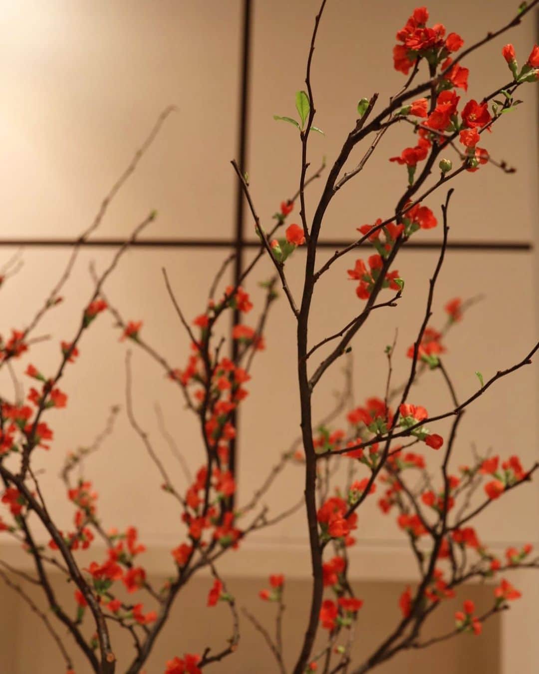 杉浦亜衣さんのインスタグラム (杉浦亜衣aaaiio822)