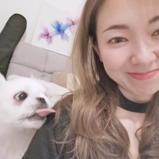 のインスタグラム：「お気に入りのワンピース♡ チョーカーみたいになってるの♡ * うしろには最近はまってるアルコールインクアート♡ * そして目むき出しのしらたま♡ @shiratama827  * * #チョーカー #ワンピ #ワンピース #アルコールインクアート #しらたまです #ペキニーズ #白ペキニーズ #白ペキ #わんこのいる生活 #わんこ #わんこ部 #子犬 #いぬ #犬 #犬のいる暮らし」