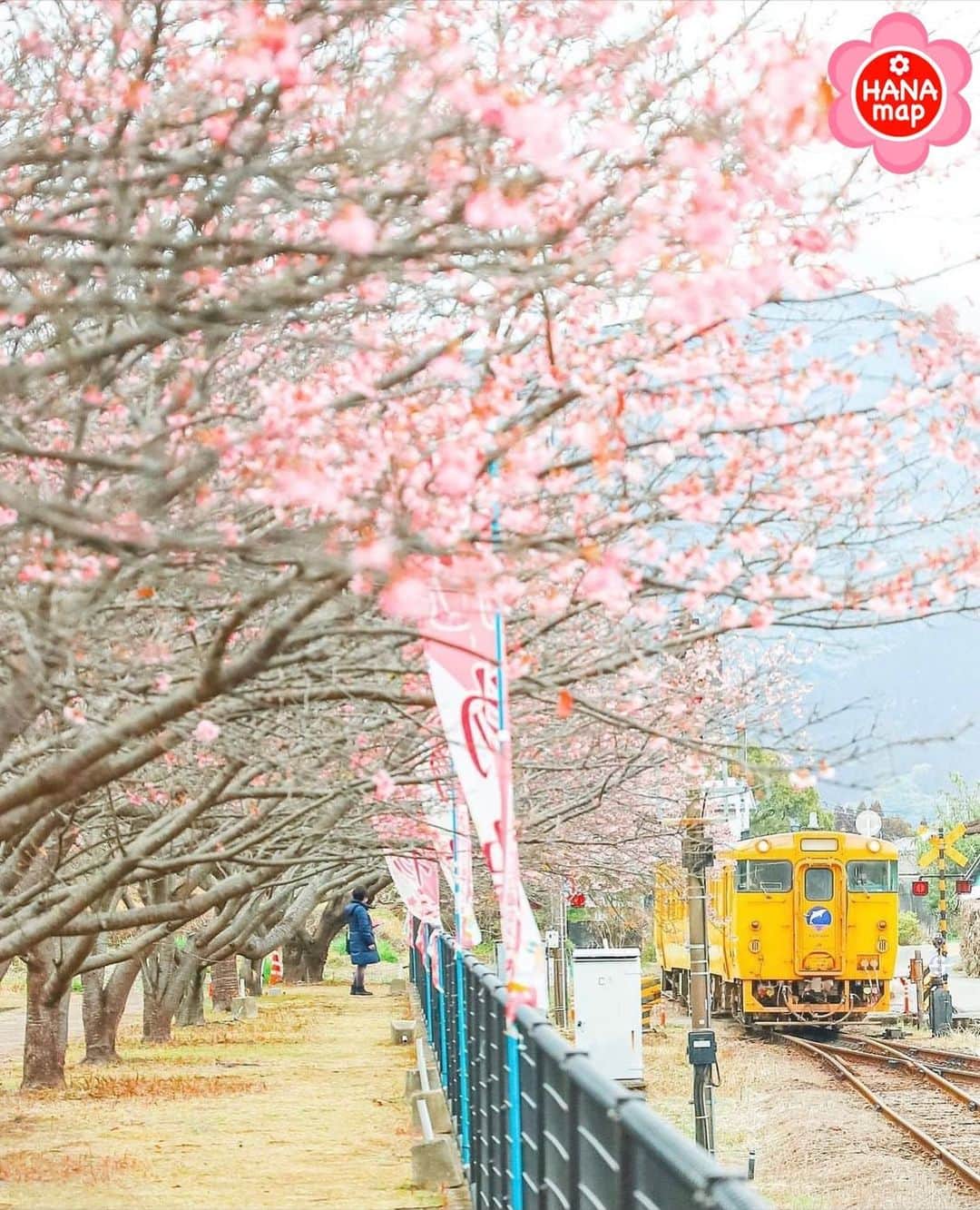 はなまっぷ❁日本の花風景さんのインスタグラム写真 - (はなまっぷ❁日本の花風景Instagram)「🌸はなまっぷ🌸 * @ikeda.photo さんの 花のある風景に花まるを💮 * 一足早い春を告げる日南寒咲1号をありがとうございます😊🌸 * 宮﨑　#北郷駅 Kitagō Station, Miyazaki Pref. * 🌼寒桜の花言葉📝🌼 気まぐれ、あなたに微笑む * ※見頃が過ぎている花、終わっている花もご紹介させていただいています。 * 🌸•••🌸•••🌸•••🌸•••🌸•••🌸 * いつも素敵なお花をありがとうございます😊 #はなまっぷ #日本の美しい花風景#花のある風景#花#花言葉#花#桜#寒桜#駅#日南寒咲1号#北郷#北郷町#鉄道#JR * 🌸••••••お知らせ••••••🌸 * 花風景検索サイト　はなまっぷ https://hanamap.com 🔍「はなまっぷ」または @hanamap プロフィール欄から ぜひご覧ください」2月1日 19時53分 - hanamap