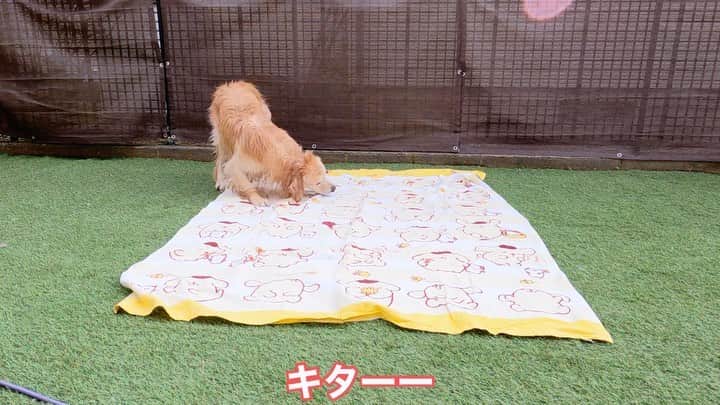 まゆみのインスタグラム：「。 。 いつもいつでも やり過ぎガール😂😂 。 #制御不能女子 #いちいち凄い #ぺーは二倍速 #あーちゃんスロー 。 Today's youtube APTV #ゴールデンレトリバー#goldenretriever#dog#犬#あーぺー」