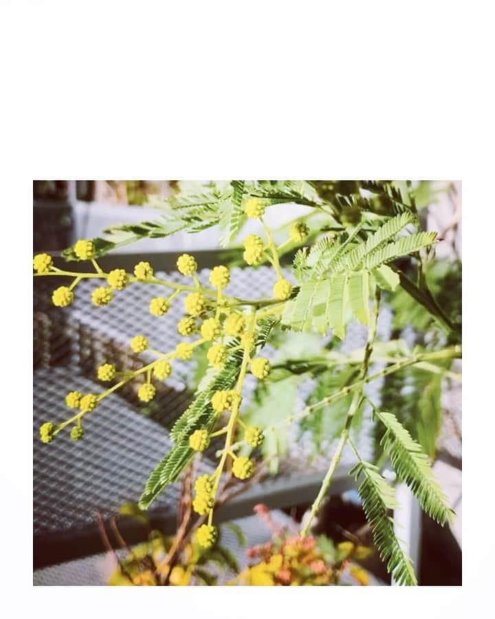 コレニモのインスタグラム：「Hello beautiful first day of February! Mimosa flows are waiking up☺️💛  我が家のミモザももう少しで咲きそうです。今月も皆様どうぞ宜しくお願いします✨ . . . . . . #colenimo #mimosatree #columbiaroadflowermarket」