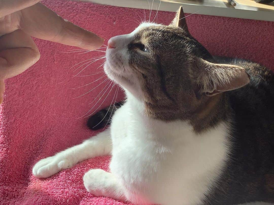 lululukululuのインスタグラム：「うちの子　kululu🐈 つんつん…❤︎ #ねこ#ネコ#猫#cat」