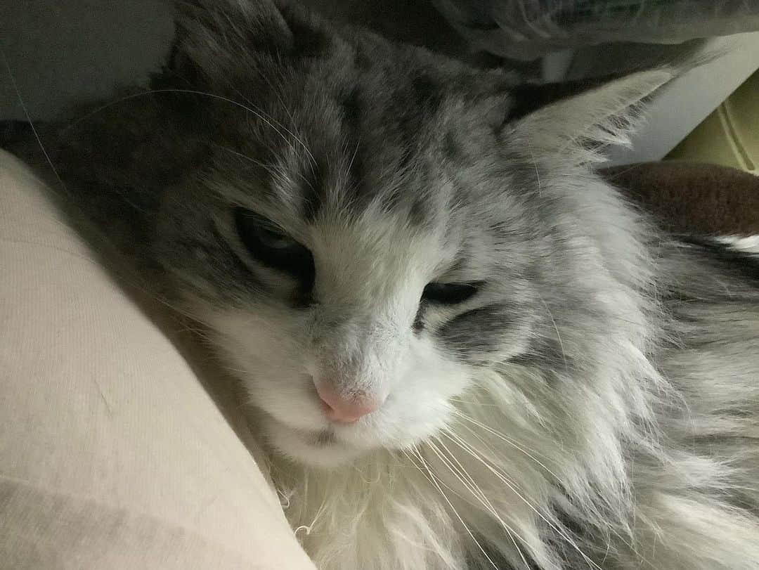 lululukululuのインスタグラム：「うちの子　lulu🐈 ねむいのよ… #ねこ#ネコ#猫#cat」
