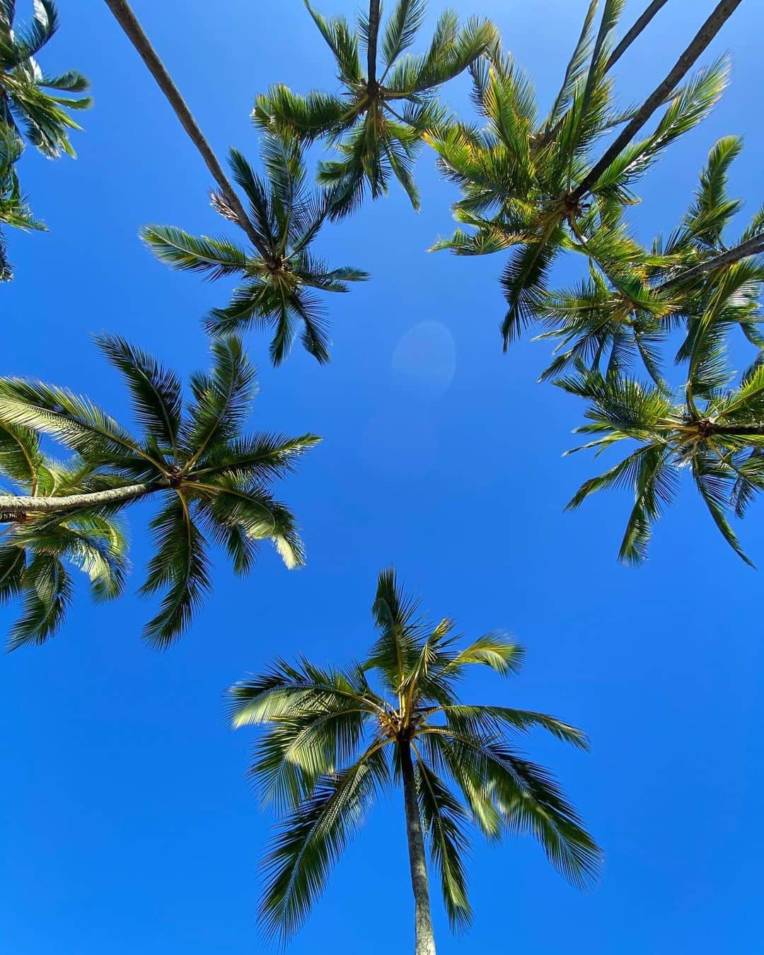 COCOのインスタグラム：「#whatabeautifulday 🌴🌴🌴」