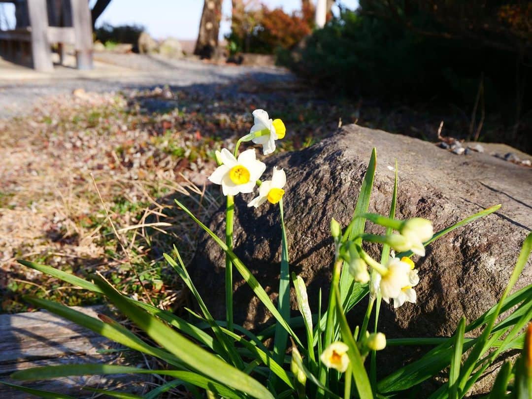 ツリメのインスタグラム：「2月もよろしくですぅ🌼  #花 #2月 #何の花かは知らんけど  #ポツンと咲いていた強い花でした」