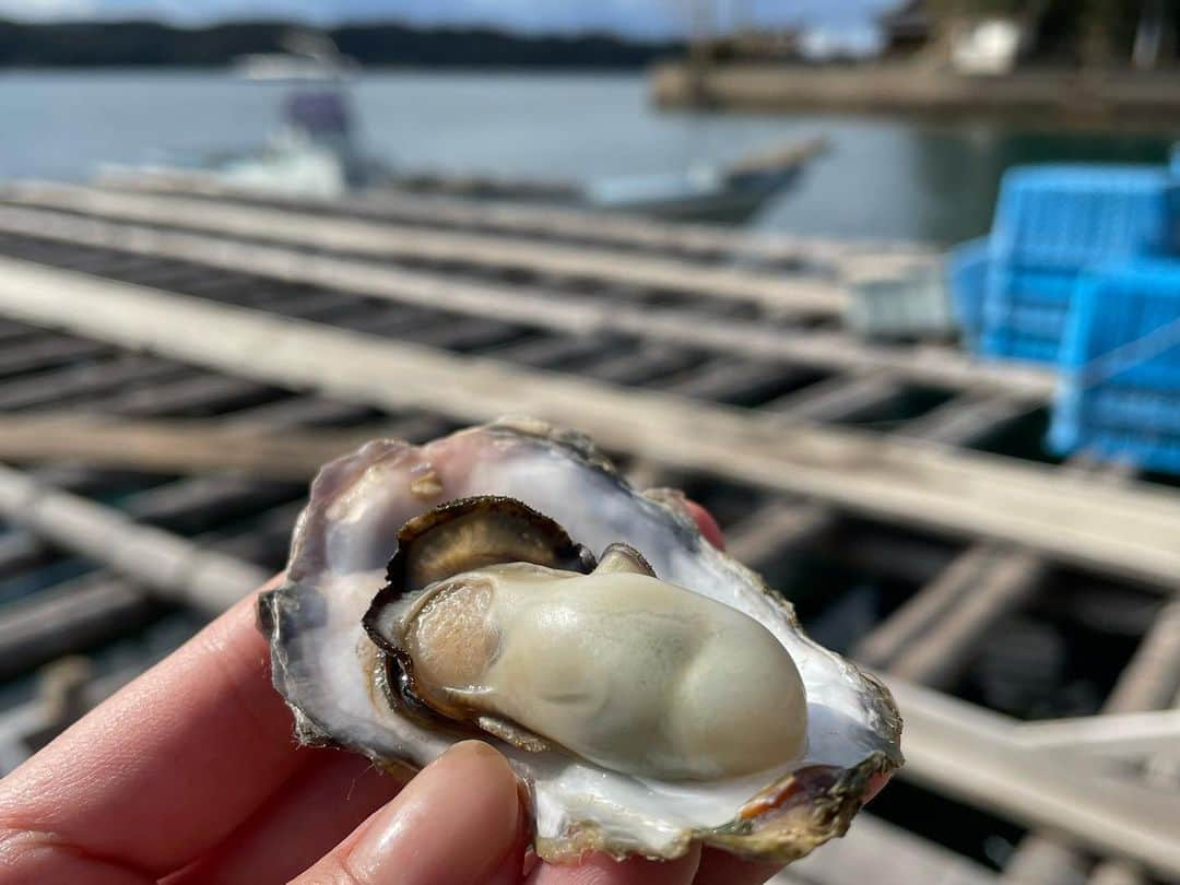 藤坂奈央のインスタグラム：「. 旬ごよみは佐世保市の九十九島カキでした🦪 小ぶりだけどその分 旨味が凝縮されていて甘みが強い！ 本当に長崎は美味しいものだらけ。 . #佐世保市 #九十九島 #九十九島カキ #Jチャン長崎 #アナウンサー #藤坂奈央」