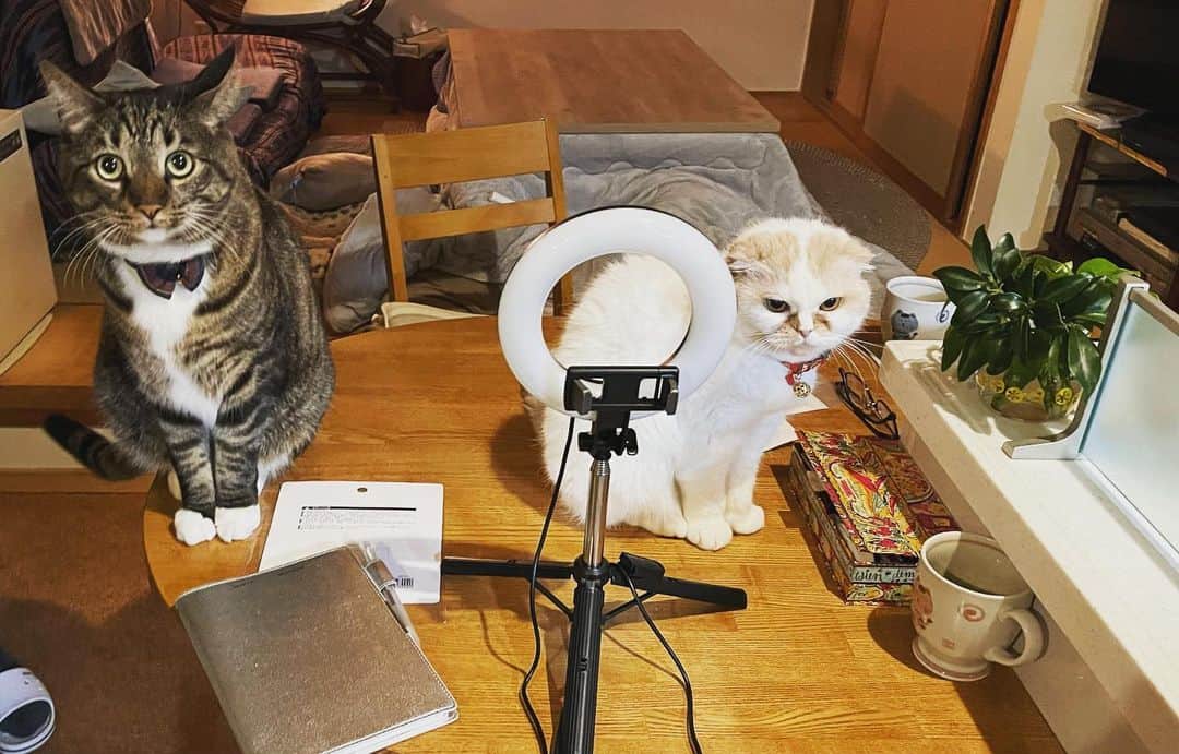 鈴木砂羽さんのインスタグラム写真 - (鈴木砂羽Instagram)「節分とぜんぜん関係ない話題ですが。。  本日はテレビ番組用に 猫たちの動画を撮るっていう ミッションなんだけど、、  うちの猫らは これが毎度ホントたいへん💦 （まず家の片付けから始まる） それでも 番組側のオーダーをひとつひとつ こなしていくんだけど、 カメラから逃げる猫たちを 追っかけ回してると、 最後は自分の顔なんて どーでもよくなるという😹  でもキミらが かわいく撮れていたら それでいいのさ‼️ ああ、親バカさ‼️  #猫バカ #猫吸い #ねこすたぐらむ  #マンチカン足長  #メルシィ　さん #ハチ　くん #スコッティシュフォールド #ポッちゃん #節分👹⚡️」2月3日 21時23分 - bombon_sawa
