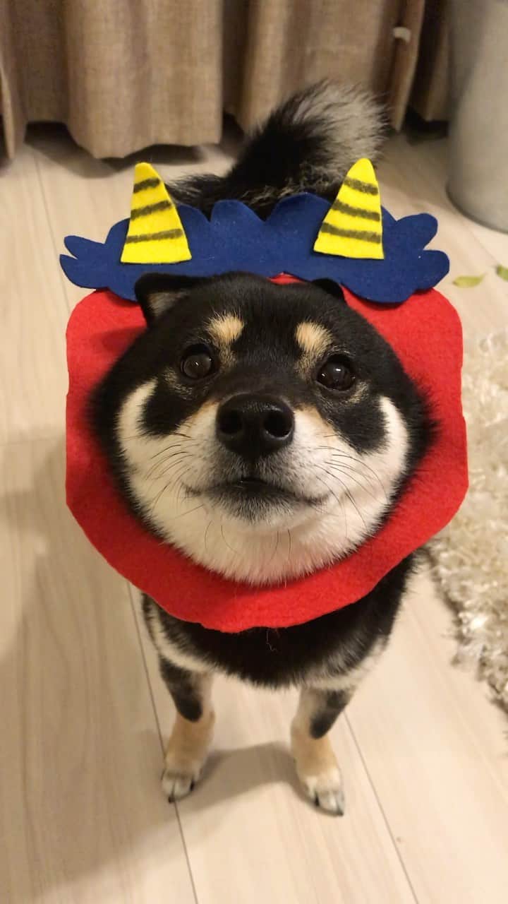 まめ丸のインスタグラム：「* * せまりくる鬼さん🐶💓 ちゃんと鬼のパンツはいてるよ🩲  お豆じゃなくてお肉🍖なげてね🐶❣️ 全部キャッチするよ🐶💪 * I am ONI👹（a devil-like creature） 🌟#mamemaruscosplay No.1 ONI👹🌟 * #とりあえず前に出るタイプ #はめ丸 シリーズ * #柴犬#豆柴#柴#黒柴#犬#いぬ#しばいぬ#shiba#shibainu#shibastagram#shibadog#puppylove#puppy#instadog#dogstagram#dog#pet#petstagram#cute#강아지#멍스타그램#dailyfluff#weeklyfluff#節分#豆まき」