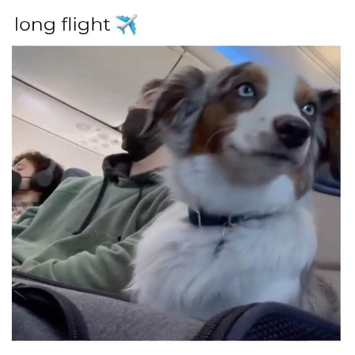 insta_animalのインスタグラム