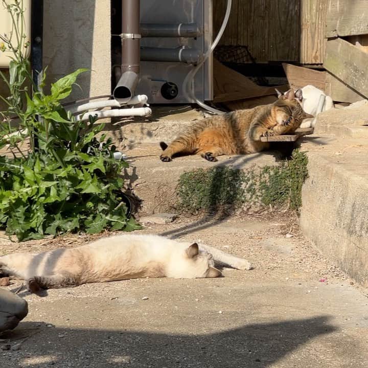 五十嵐健太のインスタグラム：「おはよう(=^x^=) #猫　#cat #cutecat  #シャムミックス　#キジトラ」