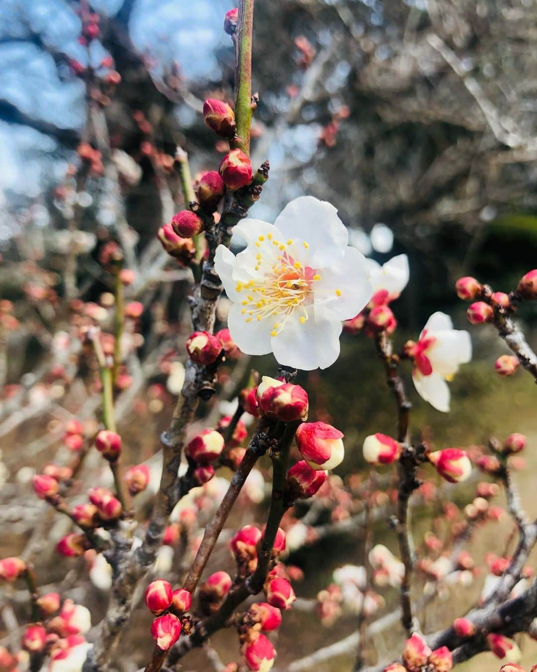 竹川美子のインスタグラム：「梅の花☘️ #梅 #ウメ #バラ科サクラ属 #原産中国 #2月 #誕生花 #咲き始め #花言葉 #不屈の精神 #高潔 #気品 #梅は咲いたか♪ #白梅 #癒し」