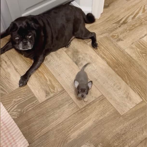 ロッコのインスタグラム：「He’s a bossy mofo and I apparently don’t prepare dinner fast enough 🙄  #Ohmyweldon #pug #pugsofinstagram #dogsofinstagram #weeklyfluff #theweekoninstagram  #dogsofbark #chihuahua #chihuahuasofinstagram #chihuahualove」