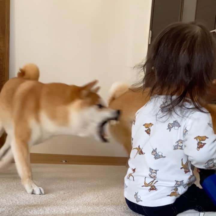 柴犬Mamesuke・Korosuke??大阪のインスタグラム：「🐱🐻👶🏻 🐾----*----*----*----*🐾 ボールを奪いに行くコロちゃんが、マジでホラーな件🧟‍♂️💦 空中を噛んでるよ〜🥶 🐾----*----*----*----*🐾 #MameKoro #豆コロ #柴犬と赤ちゃん #犬と赤ちゃん  #チャリちゃん見守り隊 #子守犬 #豆柴 #柴犬 #赤柴 #豆介 #コロ介 #shibagram #shibastagram #shibainu #shiba #🐕📷」