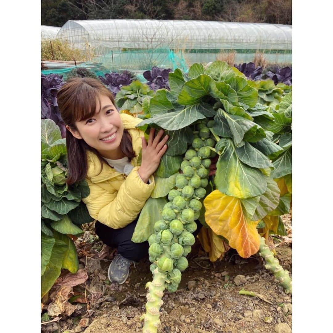 玉巻映美のインスタグラム：「. 芽キャベツがこんなふうに出来てるって 知っていましたか…！！！ いやいや、びっくり。 いろいろと衝撃的すぎました😂 栄養価の高さと、美味しさにも感激です！ これからは芽キャベツたくさん食べよう〜 #芽キャベツ」