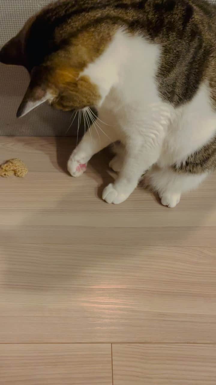 池田有希子のインスタグラム：「最後が凄くいいです。  #catstagram #philosoficalcat #watchtilltheend」