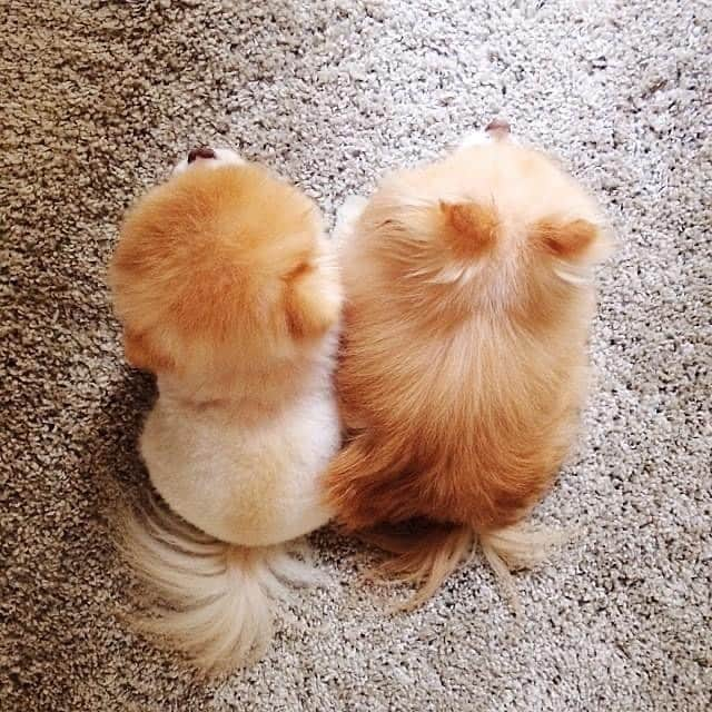 Buddy Boo Blueのインスタグラム：「The cutest lumps. #friendsforever」