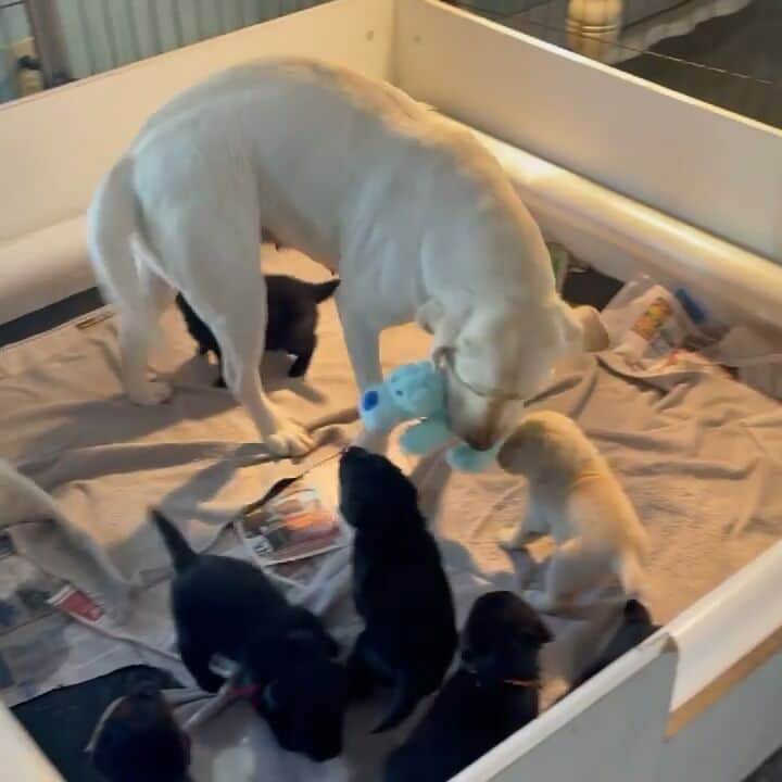World of Labradors!のインスタグラム：「"This morning Daisy has decided to share her Blue Dog"  💙 - @sunnycreeklabmom」