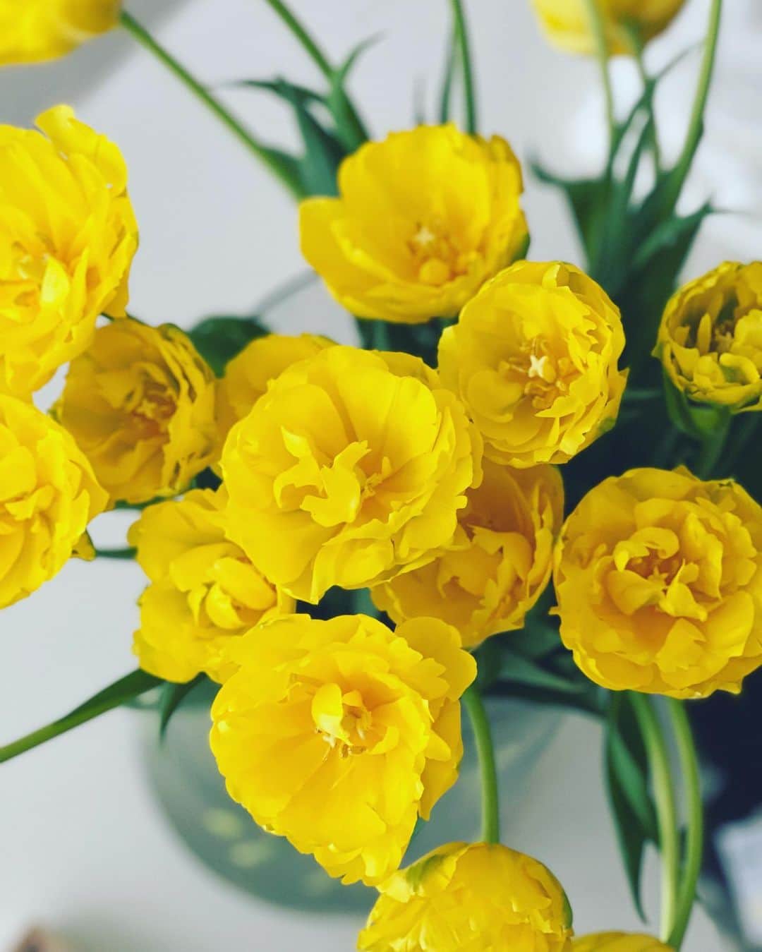 神崎恵さんのインスタグラム写真 - (神崎恵Instagram)「デジタル版 365日日めくりカレンダー📆 毎朝8時に届けるメッセージ。 ビューティ、料理、ファッション、マインド。 昨日は、この季節の愛おしい存在。 球根の画像と共にお届けしました。 仕事部屋の黄色のチューリップが「春」🌼🌼 穏やかな週末をお過ごしください☺️  デジタル版日めくりカレンダー「EVERYDAY with Megumi Kanzaki」はいつからでも登録可能です📆」2月5日 8時18分 - megumi_kanzaki