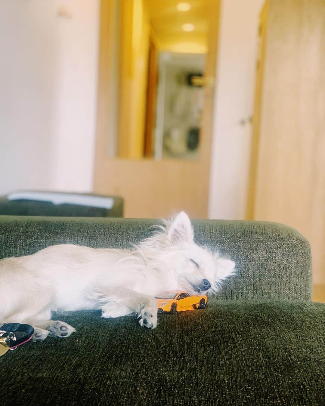 花盛友里のインスタグラム：「Our 👑 queen.  うちのお姫。」