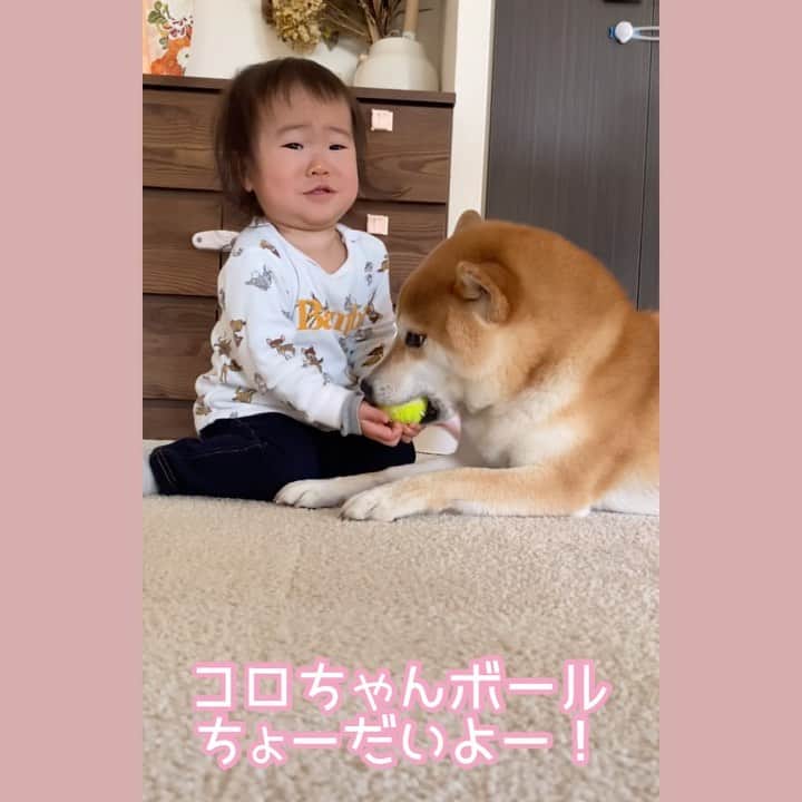 柴犬Mamesuke・Korosuke??大阪のインスタグラム：「🐱🐻👶🏻 🐾----*----*----*----*🐾 なんかねぇ、本当に人間の兄弟みたい☺️❤️ 喧嘩したり、仲良く遊んだり✨ 🐾----*----*----*----*🐾 #MameKoro #豆コロ #柴犬と赤ちゃん #犬と赤ちゃん  #チャリちゃん見守り隊 #子守犬 #豆柴 #柴犬 #赤柴 #豆介 #コロ介 #shibagram #shibastagram #shibainu #shiba #🐕📷」