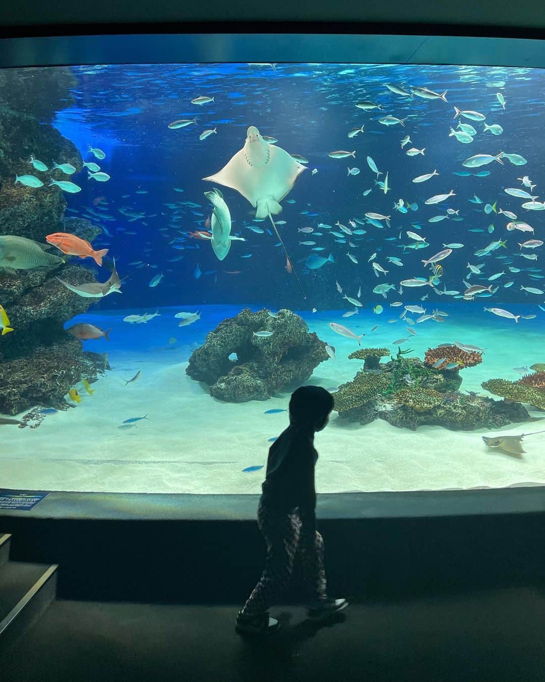 春名亜美さんのインスタグラム写真 - (春名亜美Instagram)「先日行った @sunshine_aquarium   本当に水族館が好きすぎる息子達。 この日も「もう見るところないよ」って言っても、何回も何回も同じ場所まわって楽しんでました🐠  個人的には巨大なマンボウの顔と動きがめちゃくちゃツボだった ・ ・ ・ #サンシャイン水族館 #マンボウ #水族館 #aquarium #兄弟ママ」2月5日 17時48分 - amiharunaami