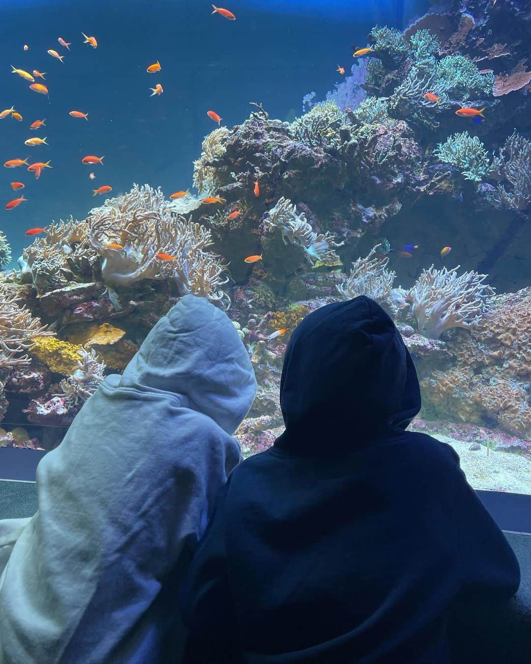 春名亜美さんのインスタグラム写真 - (春名亜美Instagram)「先日行った @sunshine_aquarium   本当に水族館が好きすぎる息子達。 この日も「もう見るところないよ」って言っても、何回も何回も同じ場所まわって楽しんでました🐠  個人的には巨大なマンボウの顔と動きがめちゃくちゃツボだった ・ ・ ・ #サンシャイン水族館 #マンボウ #水族館 #aquarium #兄弟ママ」2月5日 17時48分 - amiharunaami