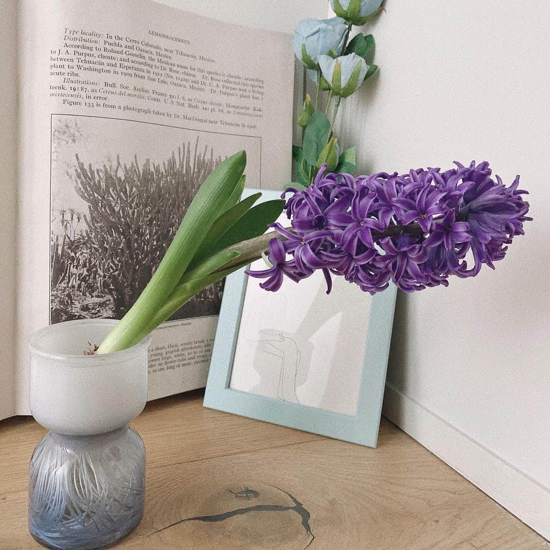 真奈さんのインスタグラム写真 - (真奈Instagram)「大曲がりして咲いてる… 愛おしい……  とってもいい香りが 部屋中漂ってるよ🐷🌼  #ヒヤシンス　#今年は紫でした」2月5日 17時59分 - manatmnt0116