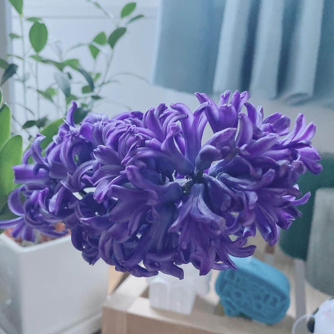 真奈さんのインスタグラム写真 - (真奈Instagram)「大曲がりして咲いてる… 愛おしい……  とってもいい香りが 部屋中漂ってるよ🐷🌼  #ヒヤシンス　#今年は紫でした」2月5日 17時59分 - manatmnt0116
