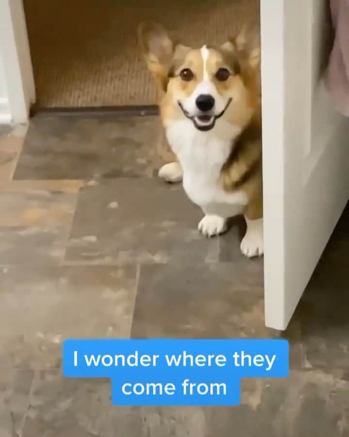 DogsOf Instagramのインスタグラム：「@pavlovthecorgi and The Mysterious Case of the Shower Balls 🎾 (which also sounds like the title of a best selling book)   Anyone else get presents in the shower from your pups? . . . [CC: man stands in shower with a tennis ball at his feet, and zooms in to his corgi smiling by the door.” . . #dogsofinstagram #greatpetliving #funnycorgi」