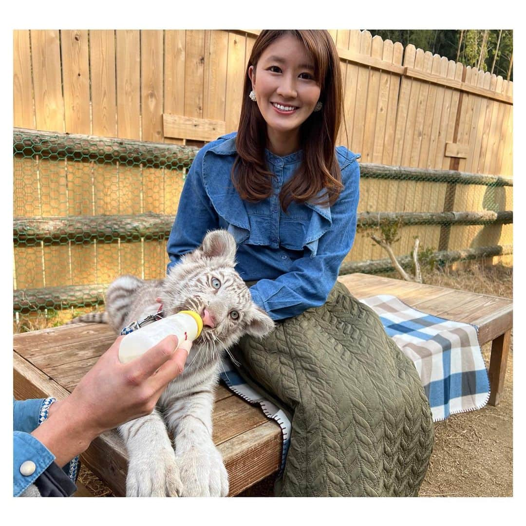 野口七海のインスタグラム：「🐯🐯🐯  2022年は寅年ということで 1月初めにトラさんに会ってきました⭐️ （まん延防止等重点措置の出る前です）  ホワイトタイガーの赤ちゃんハクくん かわいかったなぁ💓  飼育員さんがミルク🍼を飲ませてる間に 写真を撮れました📸 （予約制で有料でした）  #しろとり動物園 #東かがわ市 #動物園 #ホワイトタイガー #赤ちゃん #トラ #寅年 #虎 #写真 #四国 #香川 #🐯#2022年 #お出かけ #徳島 #過去pic #カジュアルコーデ #whitetiger」