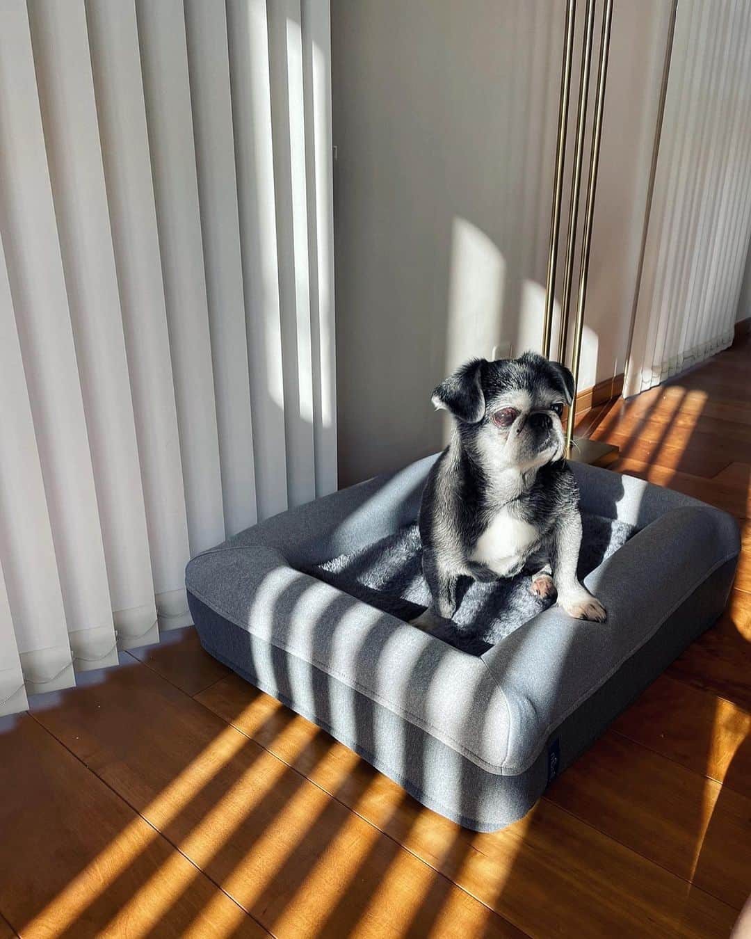 里海さんのインスタグラム写真 - (里海Instagram)「この子は 一体何台のベッドがあるでしょうか  @princesspririn の オヤツを食べたり少し休憩のための  @gugusleep の  gugu Doggie Pet Bed small size  かなりお気に入りなようで オヤツをもらったら、ここへ 一直線🐖💨  カバーを取り外していつでも簡単に洗えるからお手入れもラクラク✨  カラーもいい色ですよね⭐️  なかなかオネェ様はお気に入りの ベッドが見つからなかったんですが やっと見つけたようです😉  #doggie #doggiebed #gugusleep」2月5日 21時33分 - satoumi0330