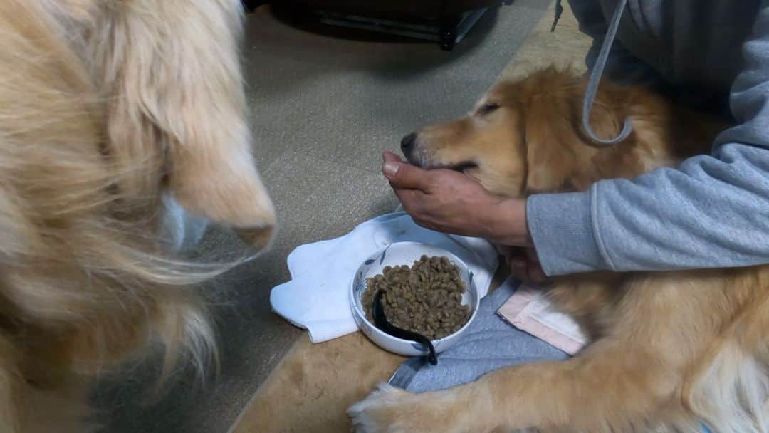 まゆみのインスタグラム：「。 。  Her name is Mikan. She is a 7 year old golden retriever girl.  She has myasthenia gravis and is unable to move her body.  Our family decided to welcome her to her family. 。 みなさん 応援コメントありがとうございます😭🙏 。 あーぺーでゴルは終わりと決めていたのに 運命の出会いがあり そんな気持ちは一気に崩壊しました😅 。 YouTubeコメント インスタコメント DMで応援してくれたみなさん みんなみんな暖かい方ばかりに感動です😭 。 これからも あーぺーとみかんを宜しくお願いします🙇‍♀️ 。 。 #みんな優しい方ばかり #ありがとう #子沢山かーちゃん頑張るね 。 。 #ゴールデンレトリバー#goldenretriever#dog#犬#あーぺー」