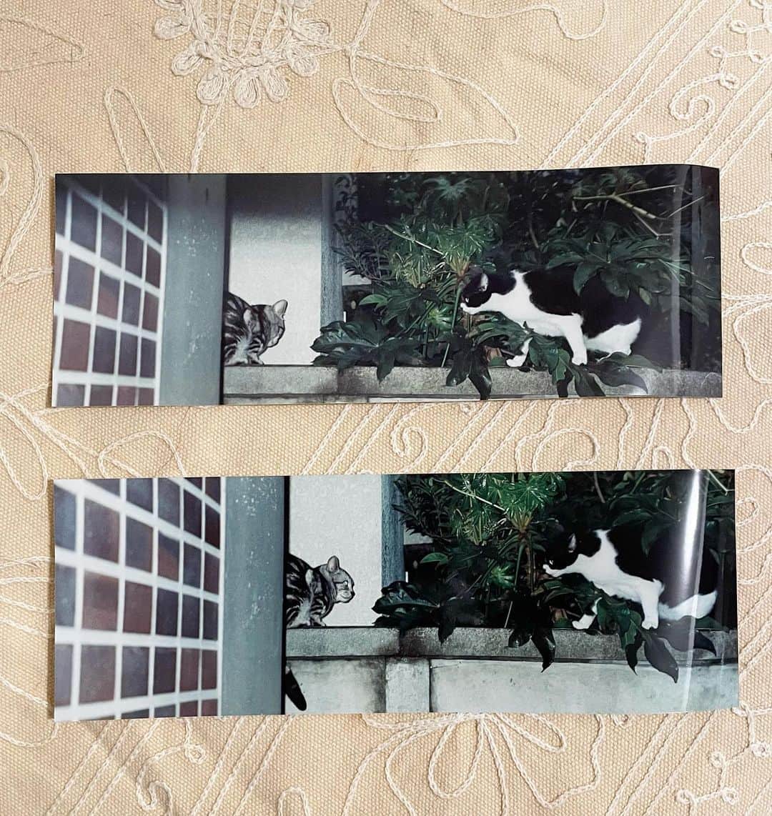 猫沢エミさんのインスタグラム写真 - (猫沢エミInstagram)「拙著「猫と生きる。」の第一のヒロイン、初代猫でパリへ一緒に渡ったピキの、祐天寺時代の格闘シーン写真が出てきた。  咄嗟の瞬間に、なぜパノラマで撮れたのかは謎👀💧  私にはとても愛らしい子だったけど、一旦外活動を始めると、野生味のかたまりで、近所の手強い猫たちを凄ませていたハンサムガールだった。  狩の名手で、体の半分ほどもある鳥を捕まえて、枕元に置いてくれたり（😱😅）彼女の愛情表現は、元来の猫そのものでした。  ※外飼いになった経緯については「猫と生きる。」をお読み頂ければ。  #猫と生きる　#猫沢ピキ」2月6日 0時04分 - necozawaemi