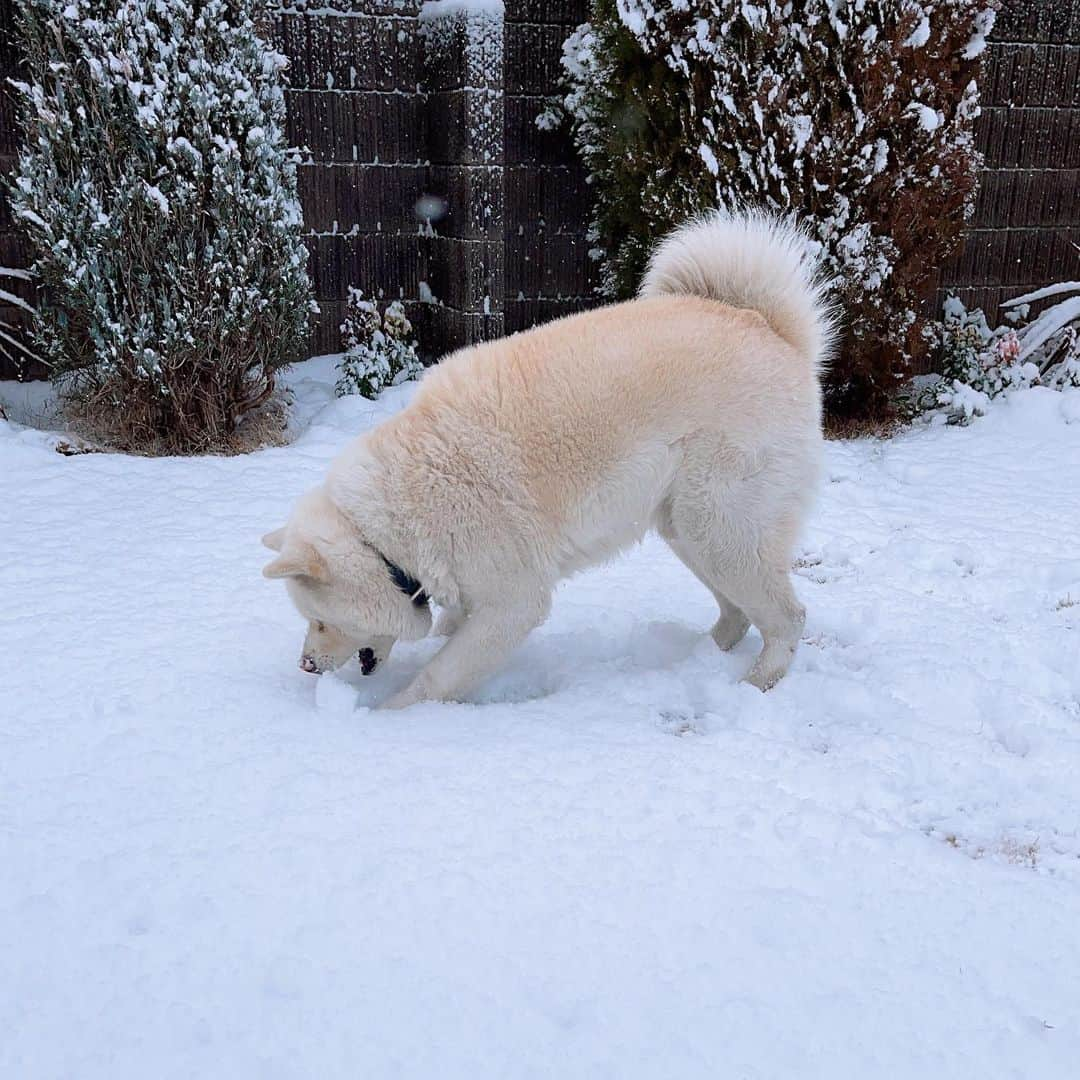 水谷雅子さんのインスタグラム写真 - (水谷雅子Instagram)「おはようございます！ こちら朝起きたら雪景色😳 今年はほんと雪がよく降りますよね。☃️ でも子供の頃はそんな感じだったと思いますけど。☺️☃️ マグは朝から元気で庭を走り回ってます。🎶 可愛いので今回も何枚か写真を撮っちゃいました🐶😆❤️ 良い休日をお過ごしください。☺️✨✨ #おはようございます#朝食#モーニング #goodmorning  #akitainu #dogsofinstagram  #秋田犬#秋田犬マグ#おはようマグ #今朝のマグ #水谷雅子#水谷雅子beautybook50の私  #水谷雅子の美容の秘訣シリーズ」2月6日 8時41分 - mizutanimasako