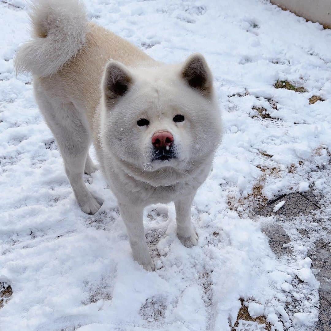 水谷雅子さんのインスタグラム写真 - (水谷雅子Instagram)「おはようございます！ こちら朝起きたら雪景色😳 今年はほんと雪がよく降りますよね。☃️ でも子供の頃はそんな感じだったと思いますけど。☺️☃️ マグは朝から元気で庭を走り回ってます。🎶 可愛いので今回も何枚か写真を撮っちゃいました🐶😆❤️ 良い休日をお過ごしください。☺️✨✨ #おはようございます#朝食#モーニング #goodmorning  #akitainu #dogsofinstagram  #秋田犬#秋田犬マグ#おはようマグ #今朝のマグ #水谷雅子#水谷雅子beautybook50の私  #水谷雅子の美容の秘訣シリーズ」2月6日 8時41分 - mizutanimasako