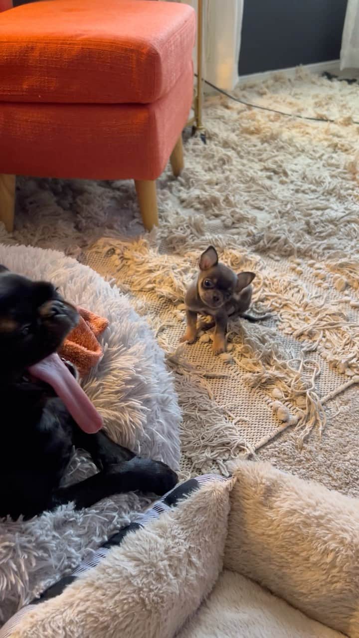 ロッコのインスタグラム：「This is why Toby and Ella can’t be around each other… he thinks her tongue is a chew toy. The moment he sees it he goes for it 😳  #pug #pugsofinstagram #chihuahuasofinstagram #chihuahua」