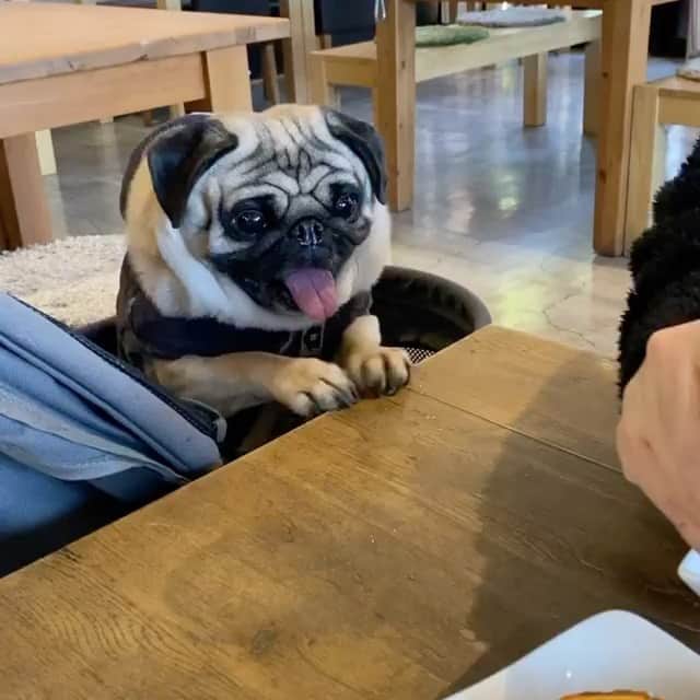 pugsofinstagramのインスタグラム：「Who else wants to have lunch with @cojiro_the_pug? Was that mac + cheese? Those happy feet!!!!」