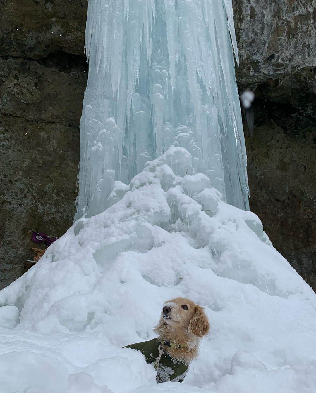 ハッチ＆ニコさんのインスタグラム写真 - (ハッチ＆ニコInstagram)「昨日ニコ連れて氷瀑見に行って来ました。毎年2月にこの氷柱の太さを測って豊作の占いをするそうです。去年は外周6.1m#たろし滝 と良く考えたら昨日はニコの10歳の誕生日でした😅忘れてた。  #happybirthday   #カメラ嫌い同好会 #pecoいぬ部 #犬の生活が第一 #癒しわんこ #dachshund #犬バカ部 #短足部 #ふわもこ部 #tokyocameraclub #東京カメラ部」2月6日 15時19分 - hacth427