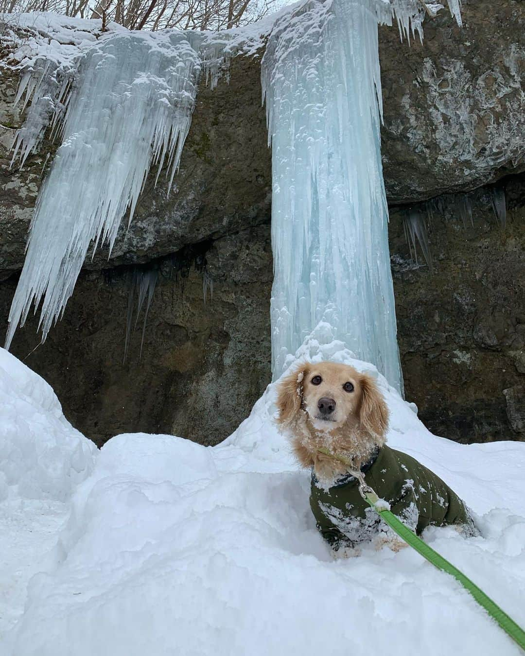 ハッチ＆ニコのインスタグラム：「昨日ニコ連れて氷瀑見に行って来ました。毎年2月にこの氷柱の太さを測って豊作の占いをするそうです。去年は外周6.1m#たろし滝 と良く考えたら昨日はニコの10歳の誕生日でした😅忘れてた。  #happybirthday   #カメラ嫌い同好会 #pecoいぬ部 #犬の生活が第一 #癒しわんこ #dachshund #犬バカ部 #短足部 #ふわもこ部 #tokyocameraclub #東京カメラ部」