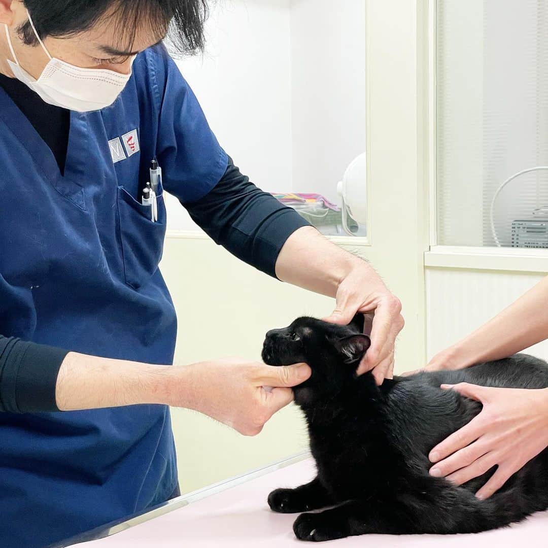 猫沢エミさんのインスタグラム写真 - (猫沢エミInstagram)「いよいよ！って、ここのところ毎日がいよいよデーですが、いよいよユピガの出国も近づいて、今日は日本橋動物病院での最後の健康診断でした。  先代ピキでは、逝去に繋がる病の治療と見送りを、そしてイオちゃんは保護から1年半の幸せな時間を丸ごと、そしてユピガはちっちゃな時から現在まで、いつも優しく見守ってくださった園田先生とも今日でお別れ🥲✨　  猫沢組の卒業式みたいで、ちょっとグッときてしまったな。  本当に、本当にお世話になりました。  うちの子たちは、どんなに不安でも園田先生のお声を聞くとスッと落ち着いて診療を受けてくれた。数多いる獣医さんのなかでも、猫沢組と先生の相性は抜群だったと思う。  ご縁あってこの地へ暮らし、信頼できる先生が近くにいたことは、とても幸運でした。  先生、看護師の皆さま、歴代の猫たちに代わり、厚く御礼申し上げます。  またパリからフランスの動物病院事情もリポートします🇫🇷  #猫と生きる　#日本橋動物病院　#園田開先生　#猫沢組　#ピガ兄　#ユピ坊　#猫沢イオ　#猫沢ピキ」2月6日 17時07分 - necozawaemi