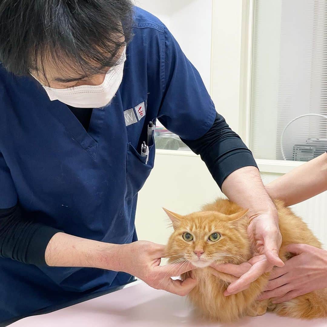 猫沢エミさんのインスタグラム写真 - (猫沢エミInstagram)「いよいよ！って、ここのところ毎日がいよいよデーですが、いよいよユピガの出国も近づいて、今日は日本橋動物病院での最後の健康診断でした。  先代ピキでは、逝去に繋がる病の治療と見送りを、そしてイオちゃんは保護から1年半の幸せな時間を丸ごと、そしてユピガはちっちゃな時から現在まで、いつも優しく見守ってくださった園田先生とも今日でお別れ🥲✨　  猫沢組の卒業式みたいで、ちょっとグッときてしまったな。  本当に、本当にお世話になりました。  うちの子たちは、どんなに不安でも園田先生のお声を聞くとスッと落ち着いて診療を受けてくれた。数多いる獣医さんのなかでも、猫沢組と先生の相性は抜群だったと思う。  ご縁あってこの地へ暮らし、信頼できる先生が近くにいたことは、とても幸運でした。  先生、看護師の皆さま、歴代の猫たちに代わり、厚く御礼申し上げます。  またパリからフランスの動物病院事情もリポートします🇫🇷  #猫と生きる　#日本橋動物病院　#園田開先生　#猫沢組　#ピガ兄　#ユピ坊　#猫沢イオ　#猫沢ピキ」2月6日 17時07分 - necozawaemi