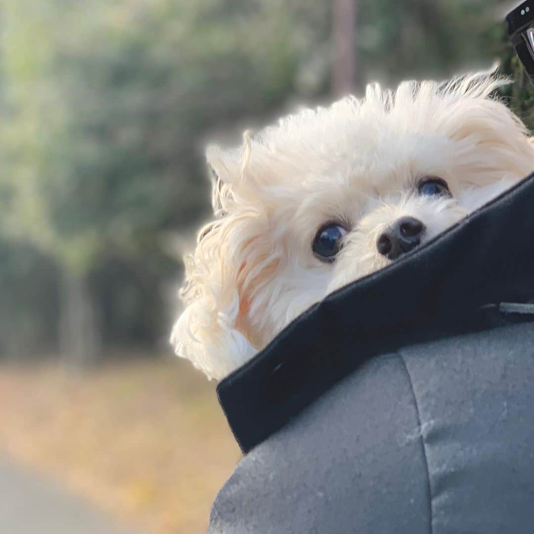 mizuのインスタグラム：「昨日も今日も途中から歩くの拒否🐶」