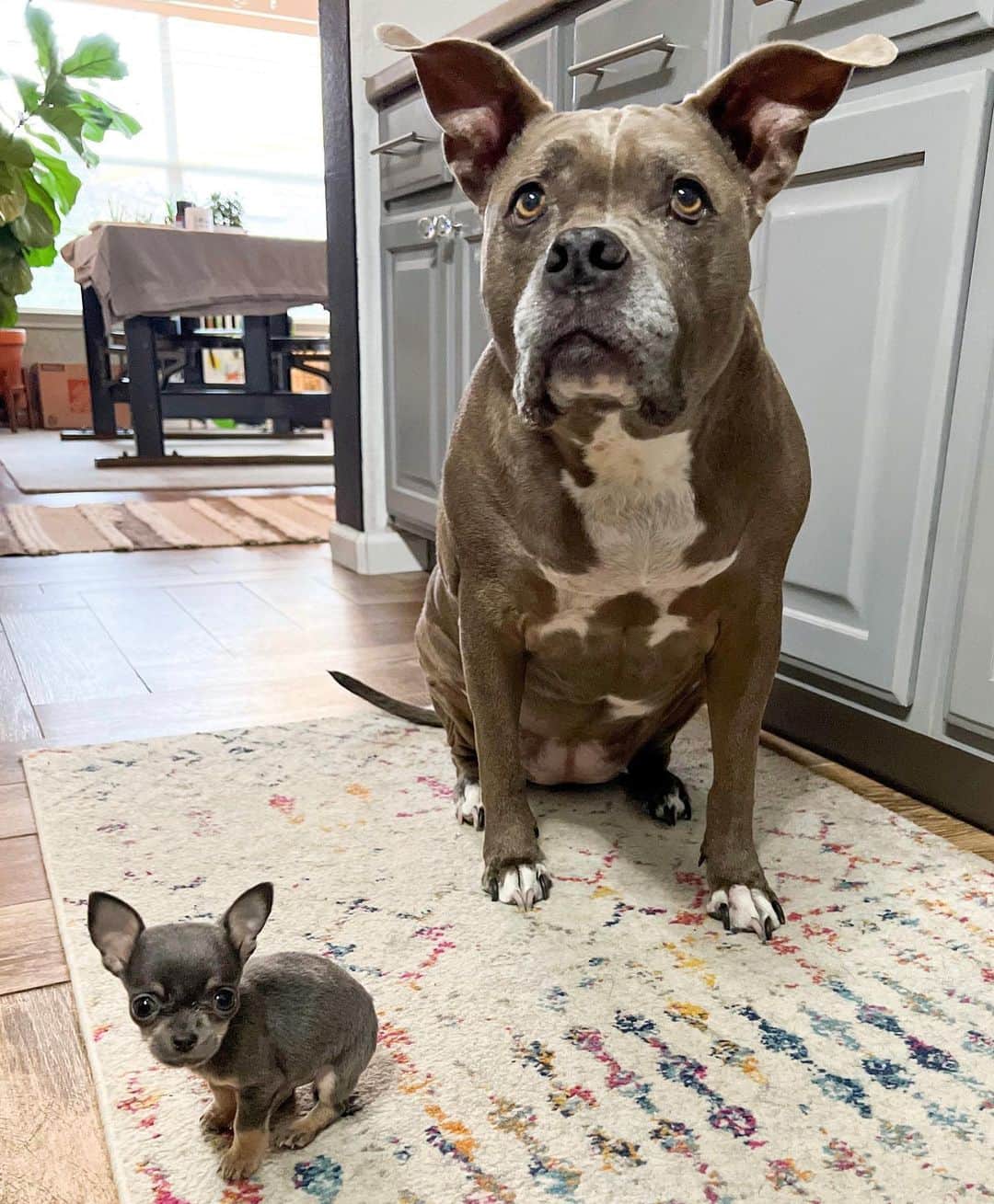 ロッコのインスタグラム：「Nothing but ears  #pitbull #pitbullsofinstagram #chihuahuasofinstagram #chihuahua」