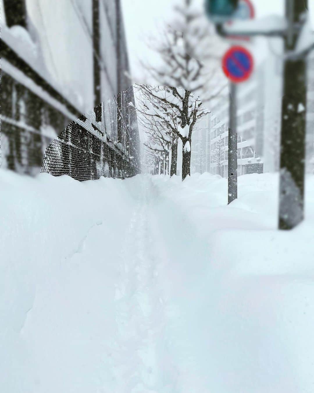 高橋春花のインスタグラム：「雪…異常です。。 歩道ないし、車道も狭いし 列車もないし、タクシーも…。 怖いですね。。 もし陣痛きたら無事に病院に行けるのでしょうか、 なんて思ったり。  そんな中除雪に携わる全ての皆さん、 JR北海道のみなさん、 本当にお疲れ様です。 ありがとうございます！！ 明日も札幌圏のJRは運休とのことです。 最新情報ご確認くださいねー！！ #北海道#雪害 #どこ見ても雪 #歩道除雪前のフロンティアの方もありがとう #高橋春花#アナウンサー #HTB」