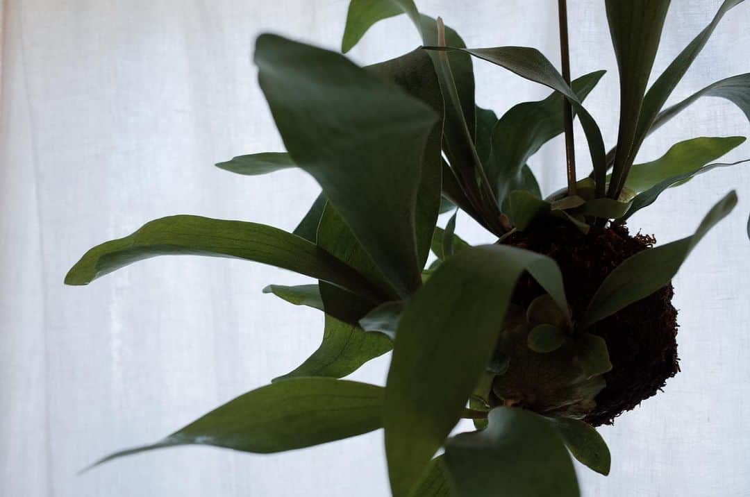 生越千晴のインスタグラム：「힐링 癒...健やかに  #식물 #植物 #박쥐랑 #コウモリラン  #에버프레쉬 #エバーフレッシュ #바로크벤자민 #ベンジャミンバロック」
