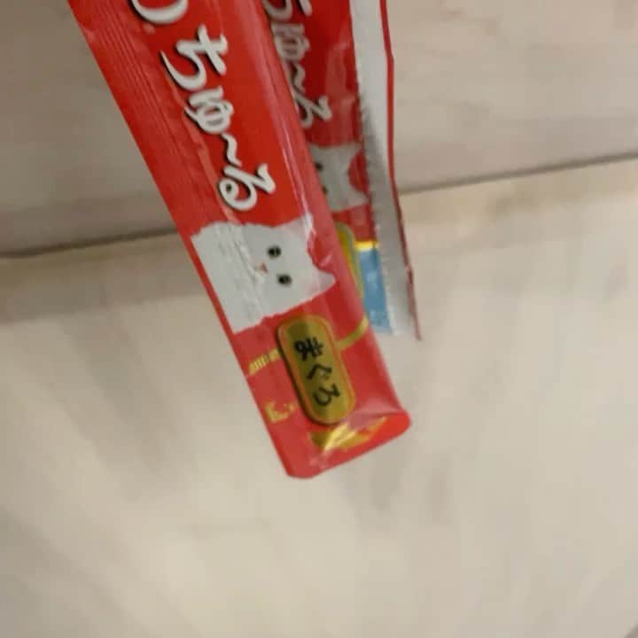 飯島寛子のインスタグラム：「ちゅーるちゅーるチャオちゅーる音符♬ #猫のいる暮らし #ちゅーる」
