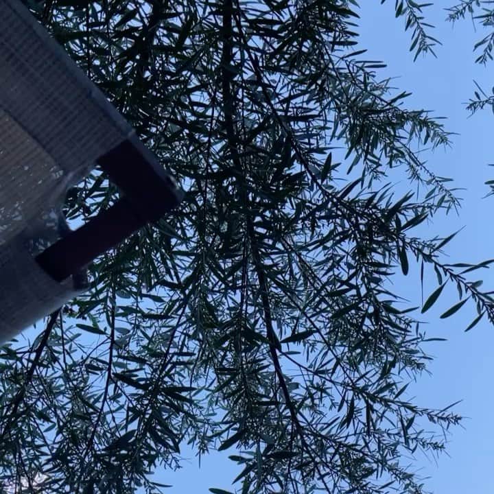 カルーシェ・トランのインスタグラム：「Day 6! I had a real Sunday yesterday! Spent all day cleaning the house and cooking that I didn’t get to do what I initially planned.. which was to put air in my tires and ride my bike.. so in between cleaning and cooking I laid outside for 20 min, mediated, took in several deep breaths and simply sat in nature 🌱」